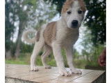 Chiots Berger d'Asie Centrale à vendre