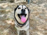 Alpine, chienne croisé Husky à adopter