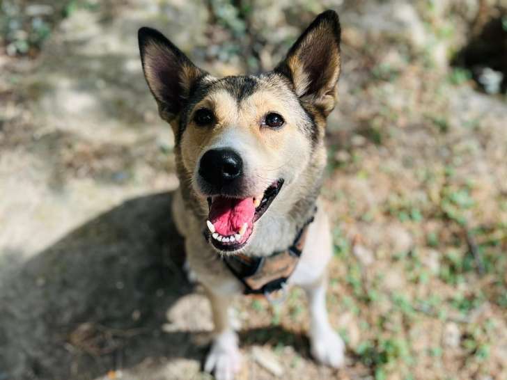 Aya, chienne Husky Sibérien à adopter