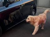 Mâle Golden Retriever disponible pour saillie