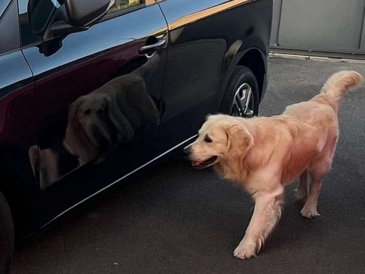 Mâle Golden Retriever disponible pour saillie
