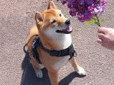 Mâle Shiba Inu LOF fauve disponible pour saillie