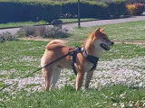 Mâle Shiba Inu LOF fauve disponible pour saillie