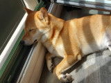 Mâle Shiba Inu LOF fauve disponible pour saillie