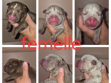 Chiots American Bully à vendre