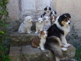Chiots de race Berger Australien à vendre (4 femelles & 3 mâles)