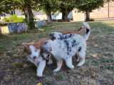 Chiots de race Berger Australien à vendre (4 femelles & 3 mâles)