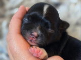 Chiot Chihuahua à poil long à vendre