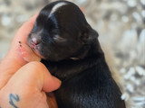 Chiot Chihuahua à poil long à vendre
