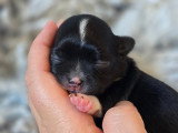 Chiot Chihuahua à poil long à vendre