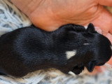 Chiot Chihuahua à poil long à vendre