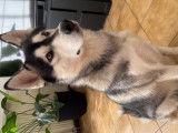 Chien Husky à donner