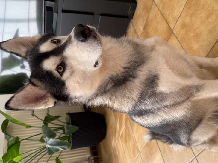 Chien Husky à donner