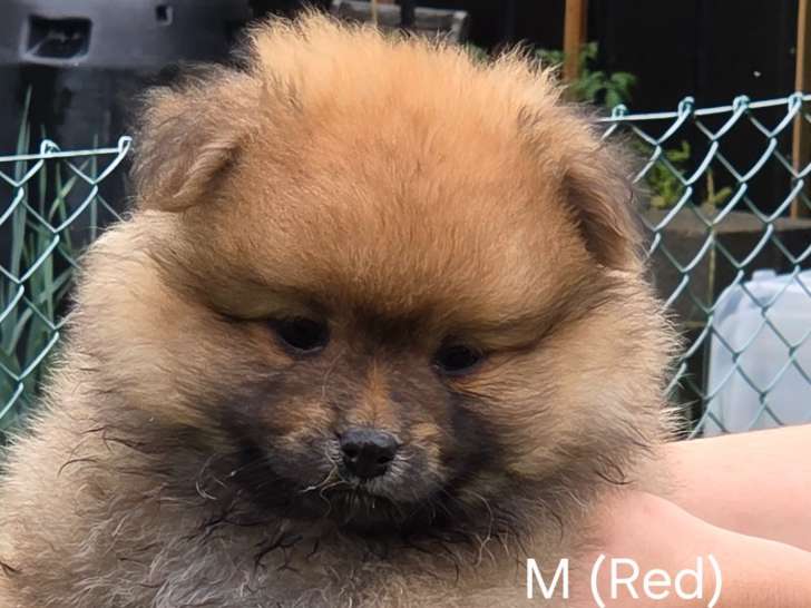Chiots Spitz Allemand à vendre