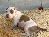 Chiots Américan Bully XXL à vendre