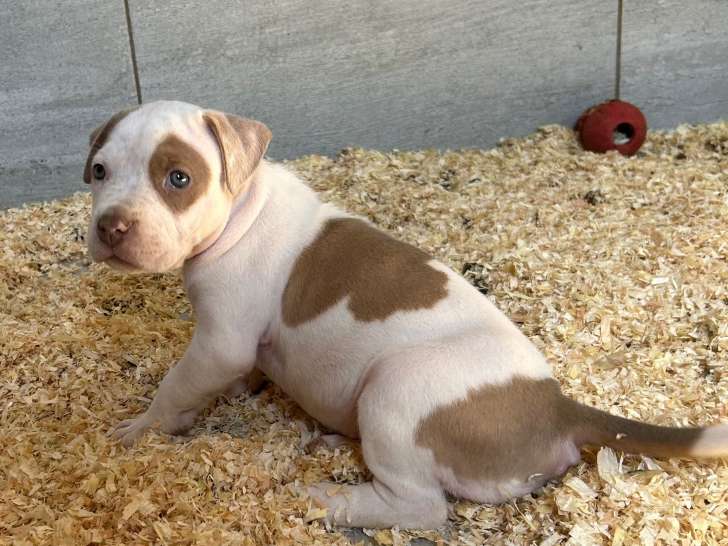 Chiots Américan Bully XXL à vendre