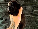 Chiots Bouledogue Français à vendre