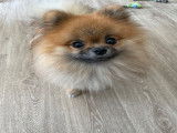 Mâle Spitz Allemand disponible pour saillie