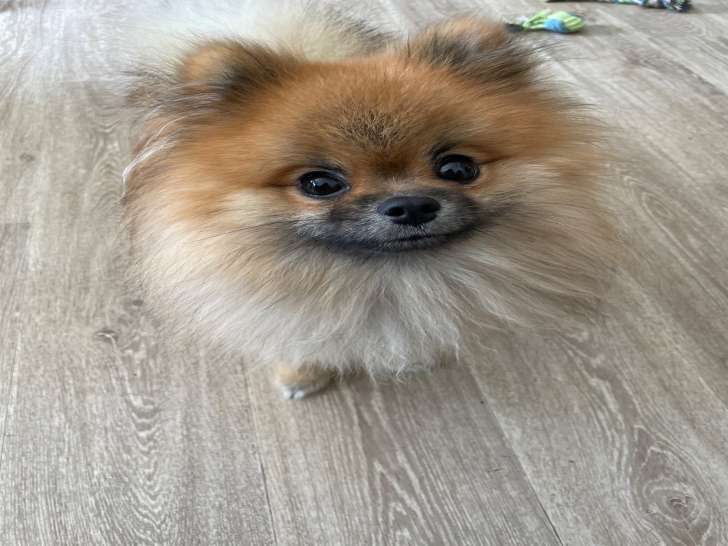 Mâle Spitz Allemand disponible pour saillie