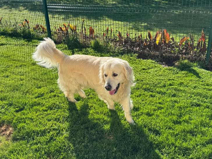 Adorable Golden Retriever à donner