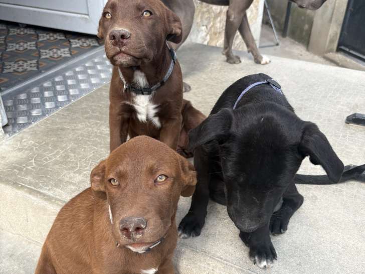 Chiots femelles croisées Labrador à vendre