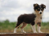 Chiot femelle Berger des Shetland à vendre (LOF)