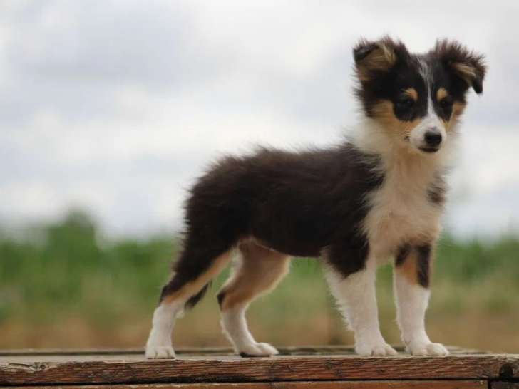 Chiot femelle Berger des Shetland à vendre (LOF)