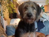 Virgule, jeune chienne Korthals vraiment adorable à adopter