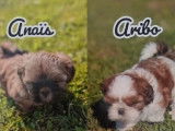 Chiots de race Shih Tzu à vendre (3 femelles & 1 mâle)