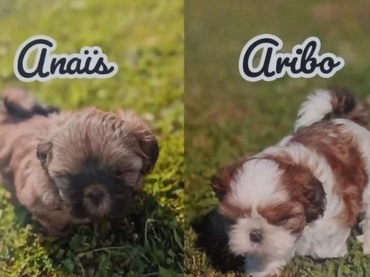 Chiots de race Shih Tzu à vendre (3 femelles & 1 mâle)