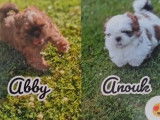 Chiots de race Shih Tzu à vendre (3 femelles & 1 mâle)