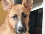 Nathan, jeune chien à adopter