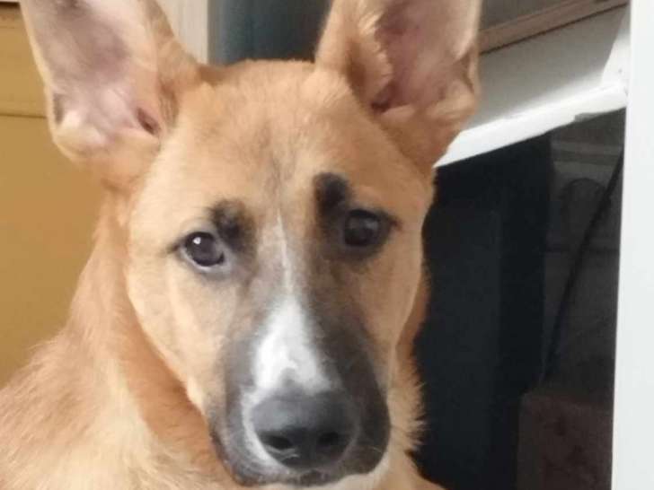 Nathan, jeune chien à adopter
