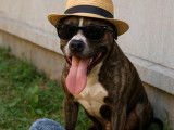 Tuco, American Staff LOF à adopter