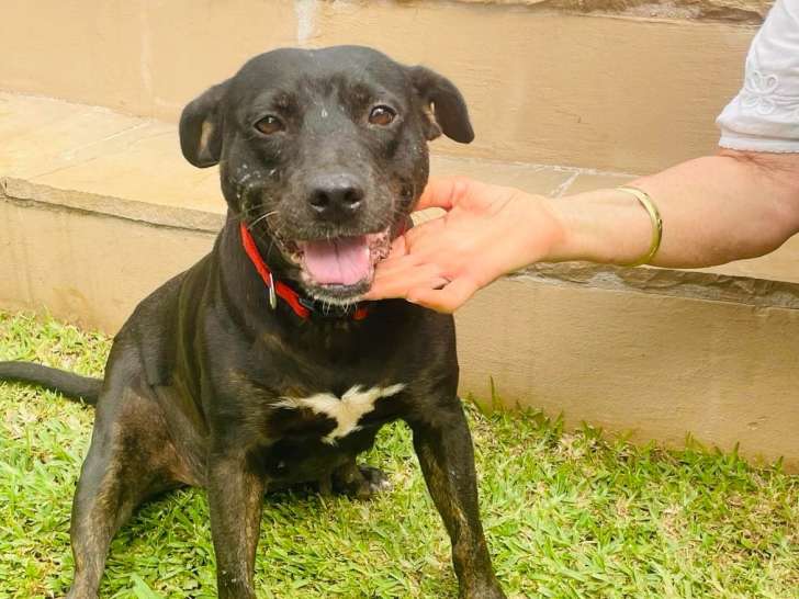 Caffie, chienne berger créole à adopter