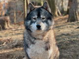 3 Huskies adultes à adopter
