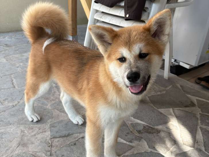 Chiot de race Akita Inu femelle à vendre