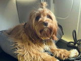 Cherche mâle Cavapoo F1 pour saillie