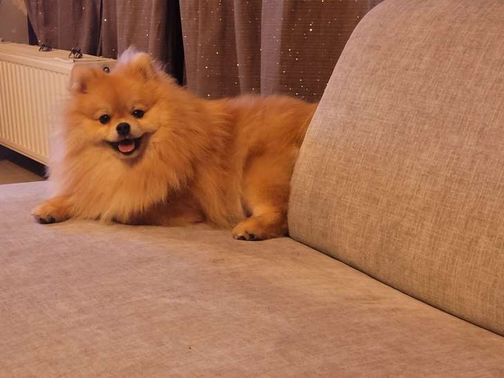 Chienne Loulou de Poméranie à vendre