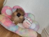 Chienne Spitz Nain à vendre
