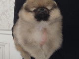 Chienne Spitz Nain à vendre