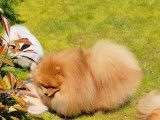 Jeune mâle Spitz Nain à vendre