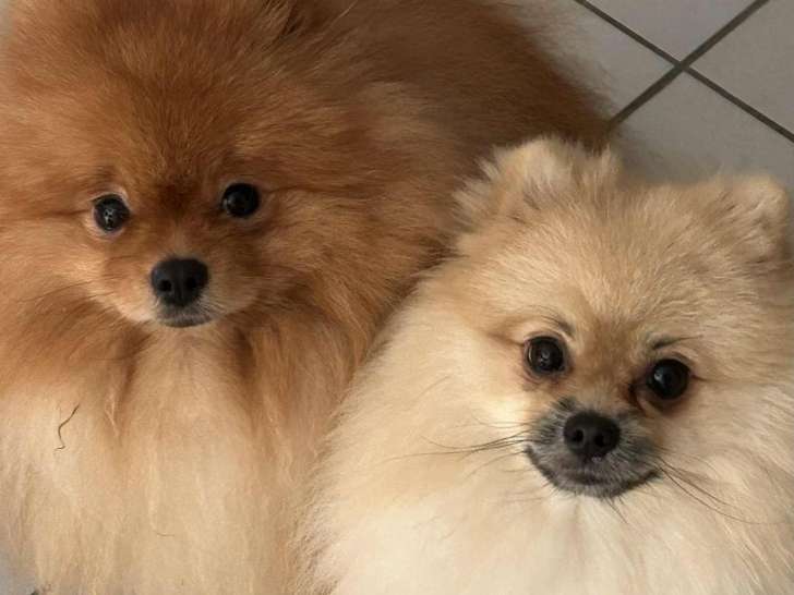 Jeune femelle Spitz Nain à vendre