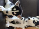 Superbes chiots Husky à vendre