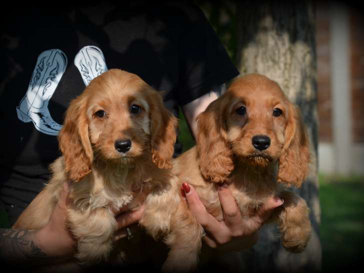 Chiots Cockapoo abricot à vendre