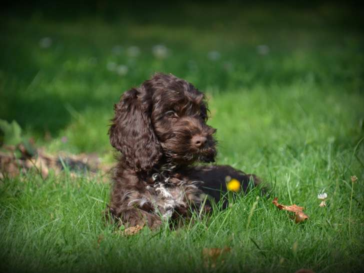 Chiots Cockapoo chocolat à vendre