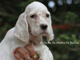 À vendre, 2 chiots mâles Setters Anglais (LOF)