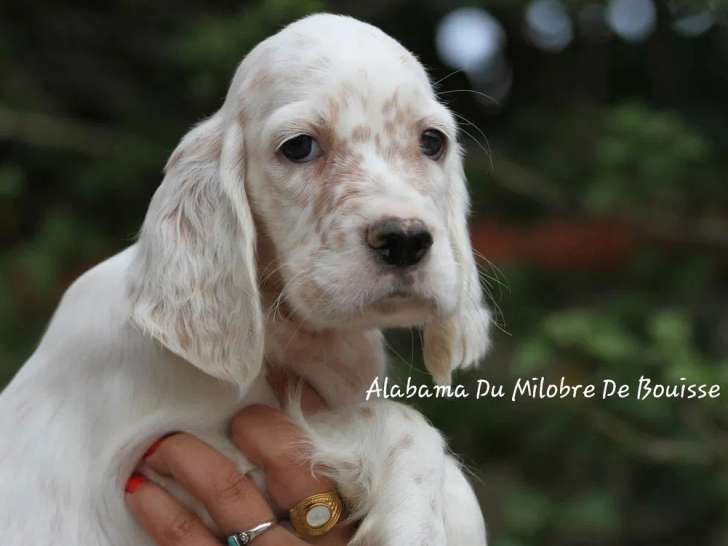 À vendre, 2 chiots mâles Setters Anglais (LOF)