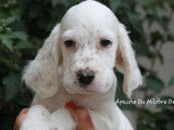 À vendre, 2 chiots mâles Setters Anglais (LOF)