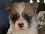 2 chiots Welsh Corgis Pembroke LOF disponiblesà la vente